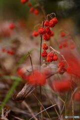 冬ちかし　庭花