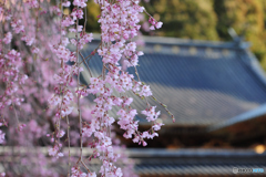 桜　Ⅱ