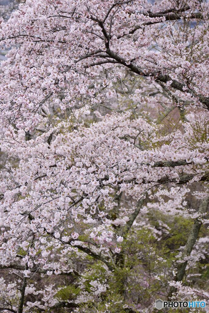 桜花Ⅰ