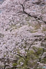 桜花Ⅰ