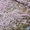 桜花Ⅰ