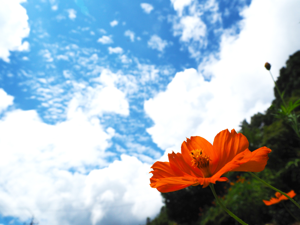 花と空