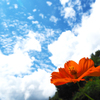 花と空