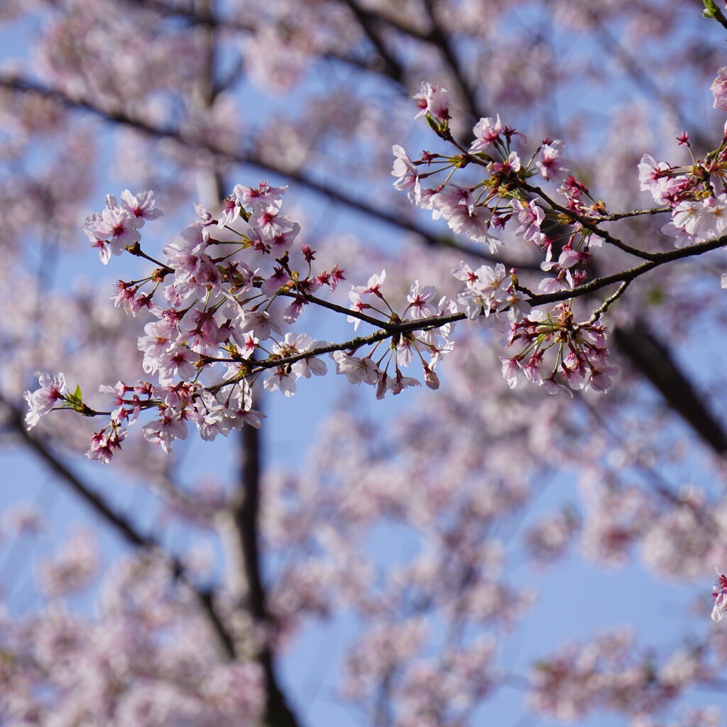 思い出の中の桜