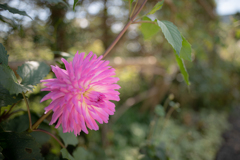 花を愛でてみる