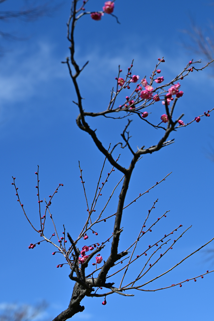 青空に紅（0210）