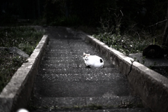 どうぞ。お通り下さい。