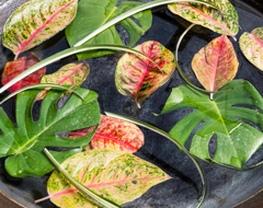 植物を愛でてみる