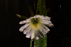 一夜限りの・・・