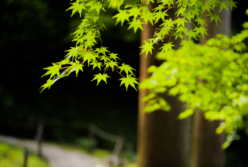 萌黄