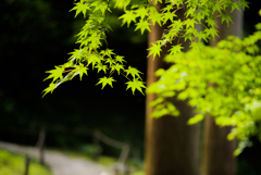 萌黄