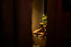 Leicaの暖簾@花見小路（8202）