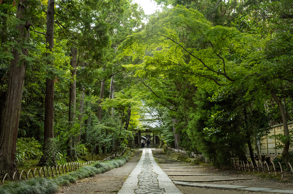 深緑