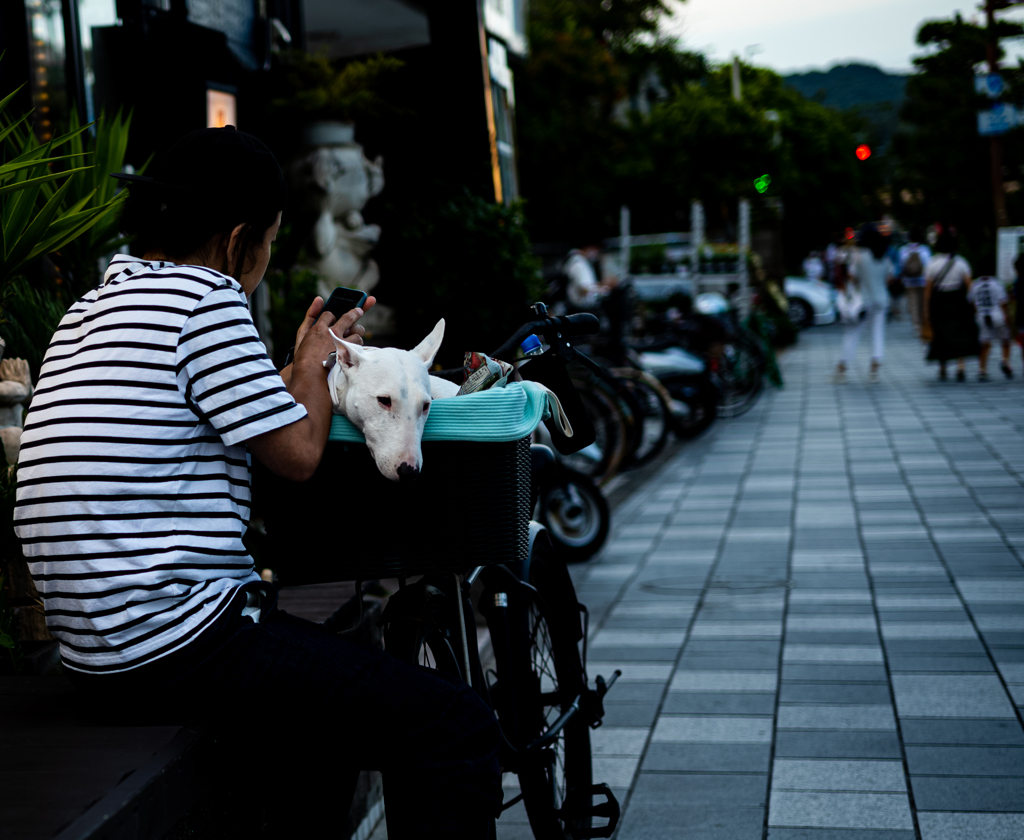 棒も歩けば犬に当たる