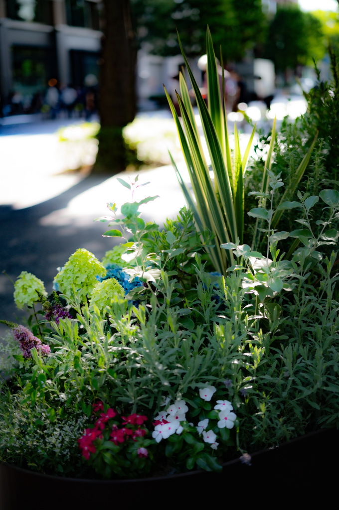 日比谷の花壇