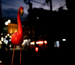浅草フラミンゴ