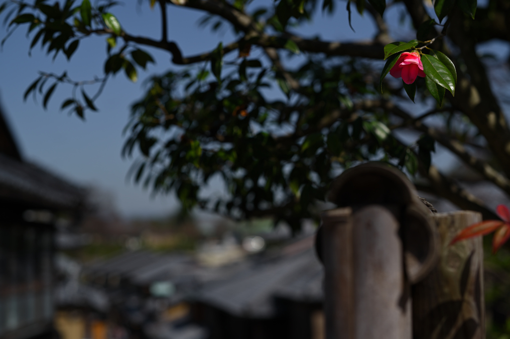 産寧坂の山茶花