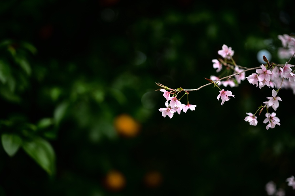 灰桜と支子色