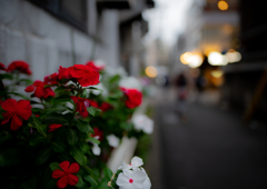 宵の猩々緋と白菫色