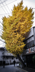 銀杏、畳屋を喰らふ