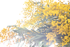 Mimosa（0268）
