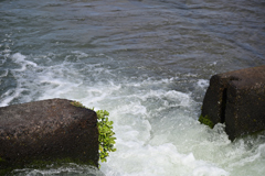 葛野大堰＠桂川