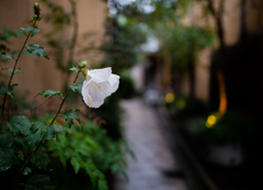 水も滴る白芙蓉