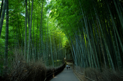 ｹｹｹｹｹｹｹｹｹｹ