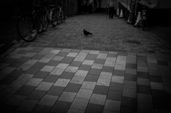 迷い鳥