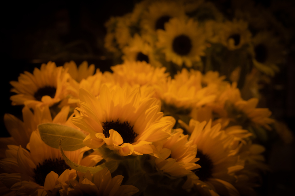 花屋のひまわり畑