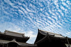 見上げれば鱗雲