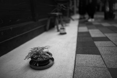 鉢
