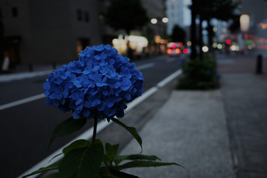 薄暮の紫陽花