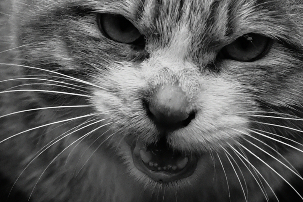 ニャー（怒その２）