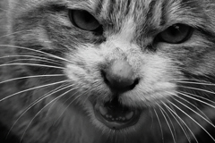 ニャー（怒その２）