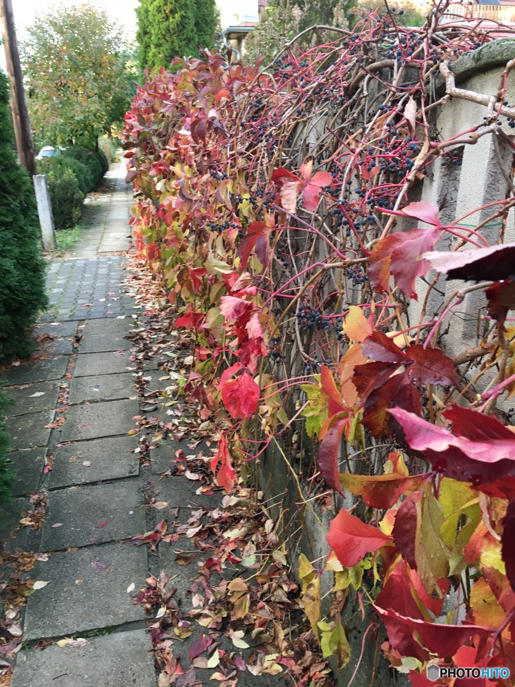 紅葉