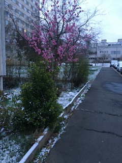 春と雪