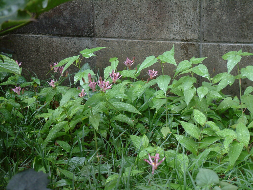 DSCF0025