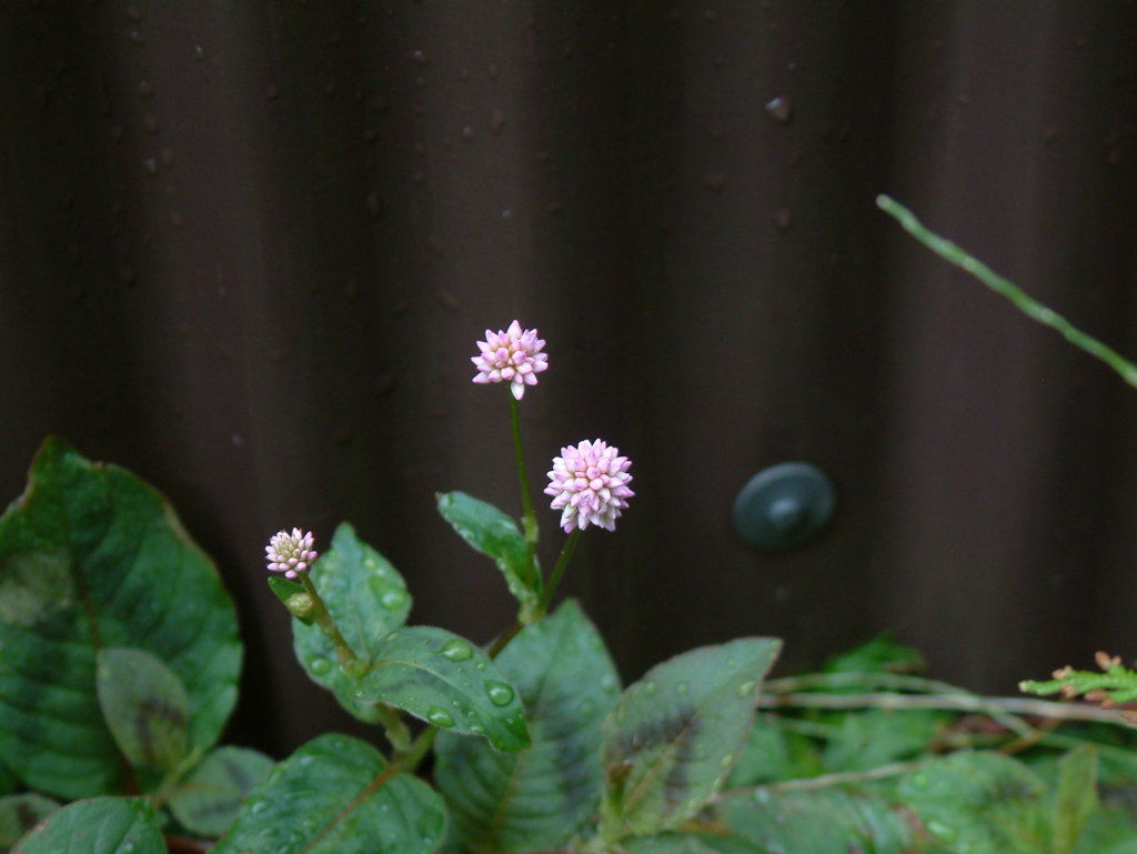 DSCF0014