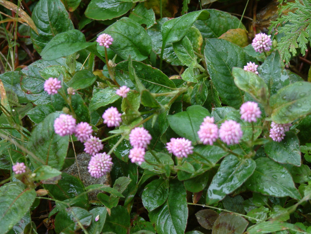 DSCF0006