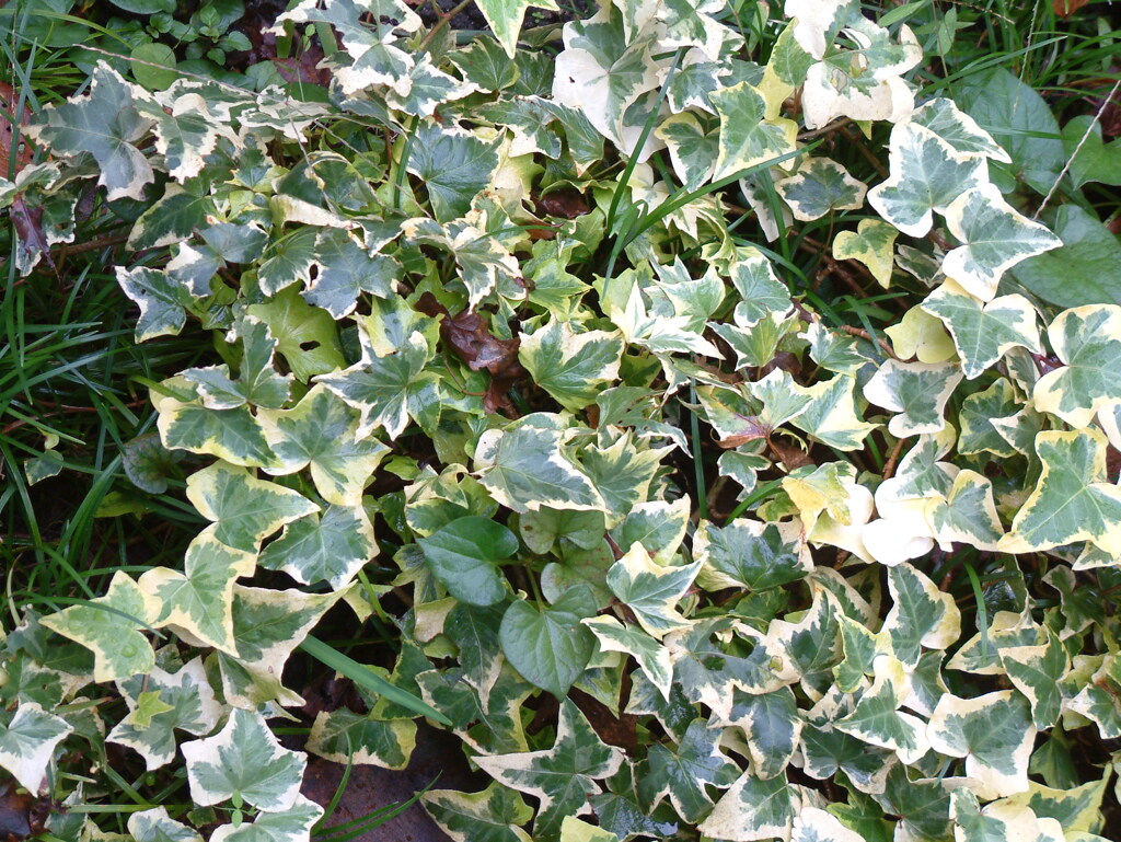 DSCF0018
