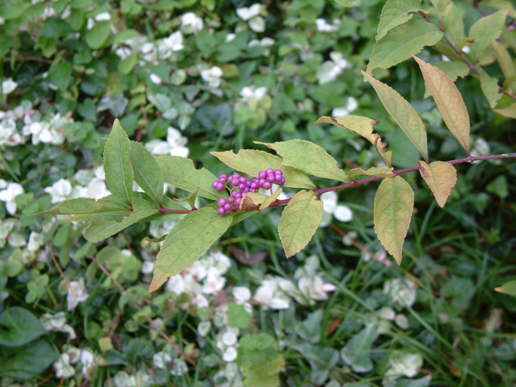 DSCF0032