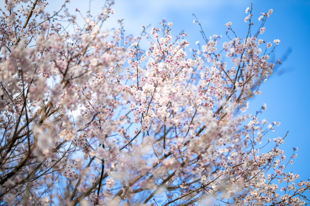 権現堂桜堤