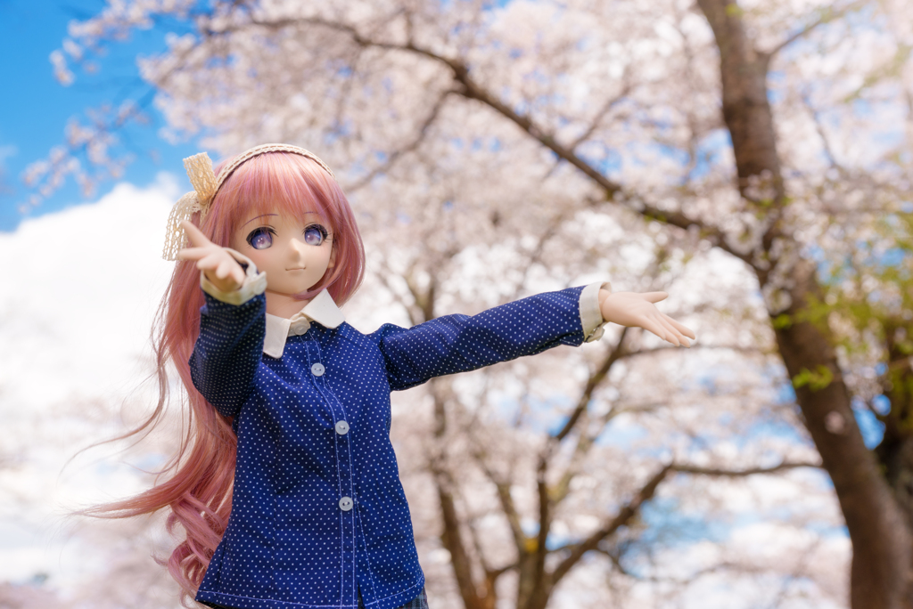 SAKURA [2017 Spring]