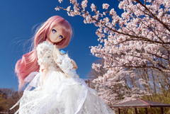 SAKURA [2019 Spring]