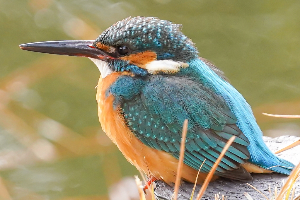 公園のカワセミ