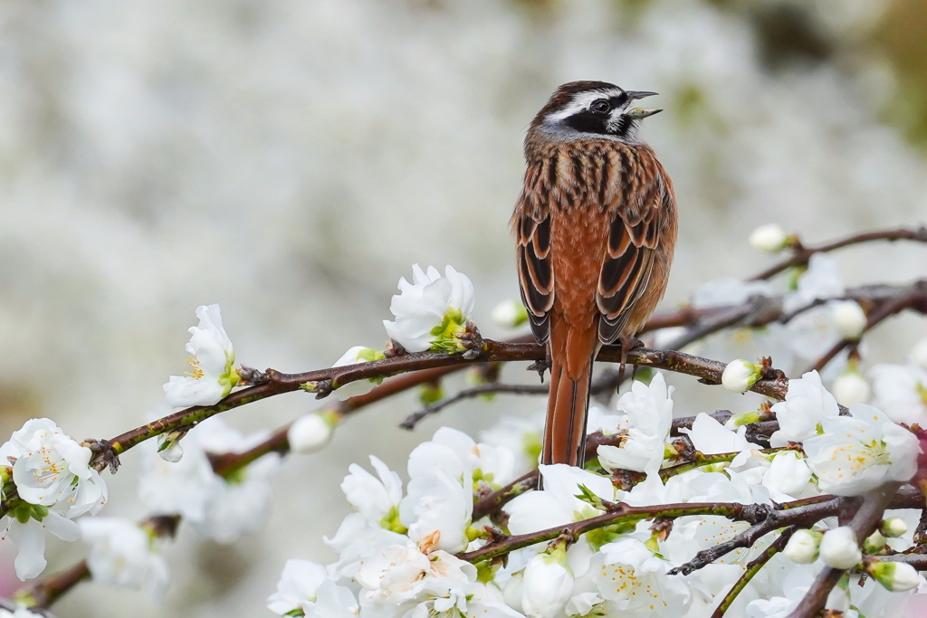 4月の山に澄む