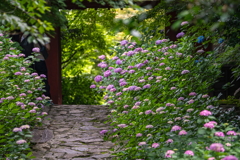 石畳と紫陽花