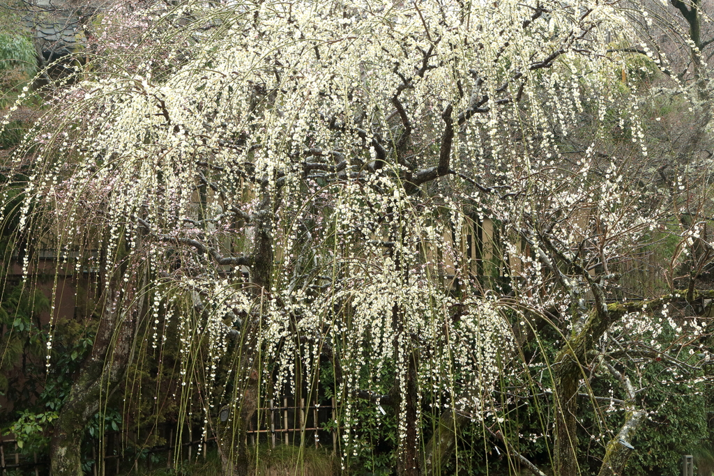 雨、枝垂れ