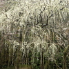 雨、枝垂れ